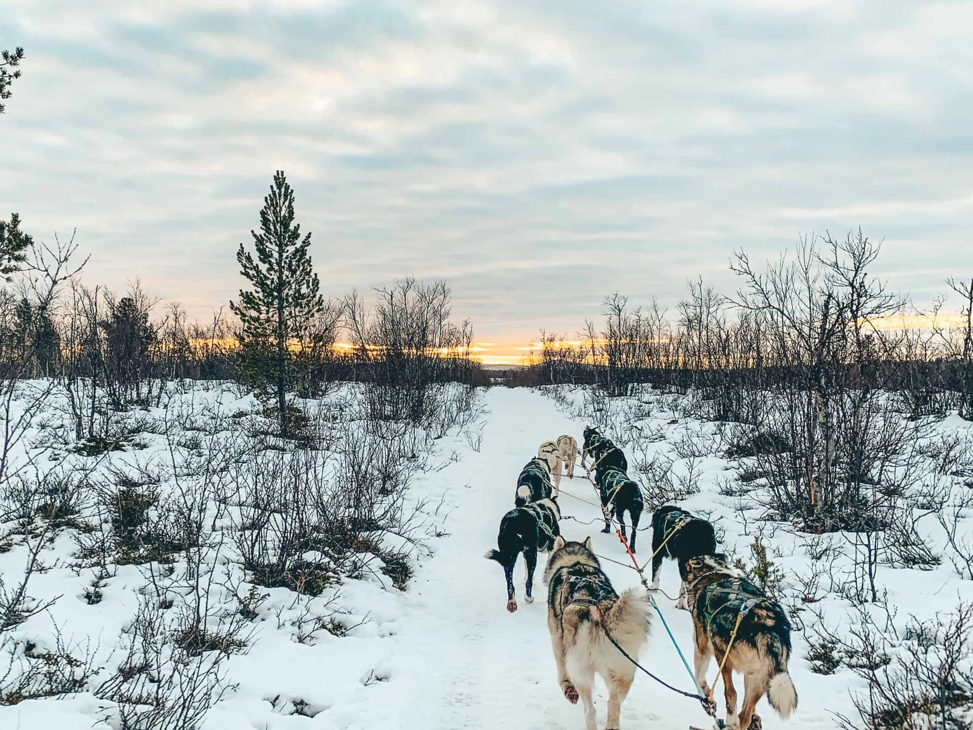 How much does a trip through Swedish Lapland cost? Shop Travel Family