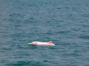 Hong Kong - roze dolfijn
