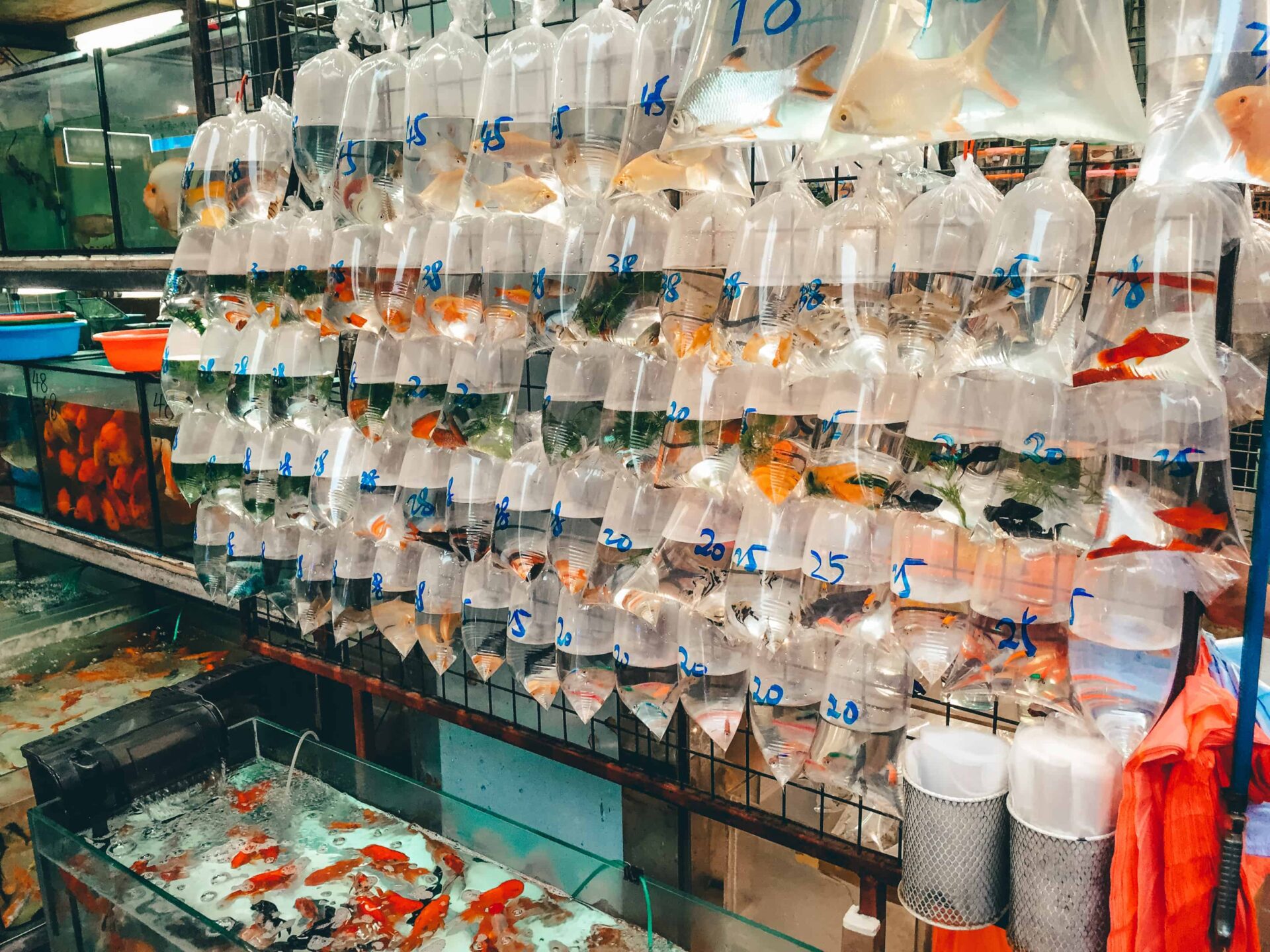 Hong Kong - Goldfish market