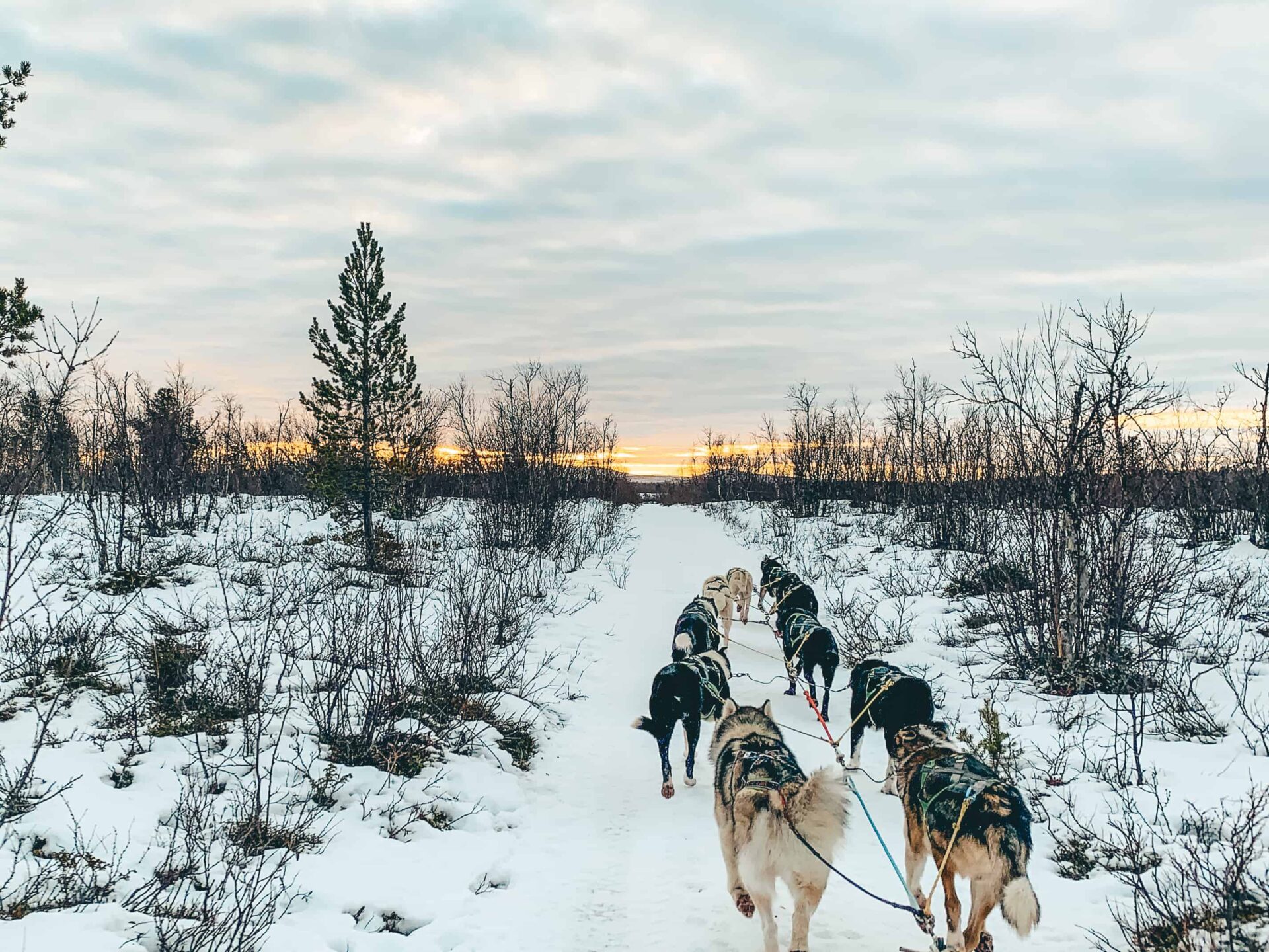 Zweden - husky tocht