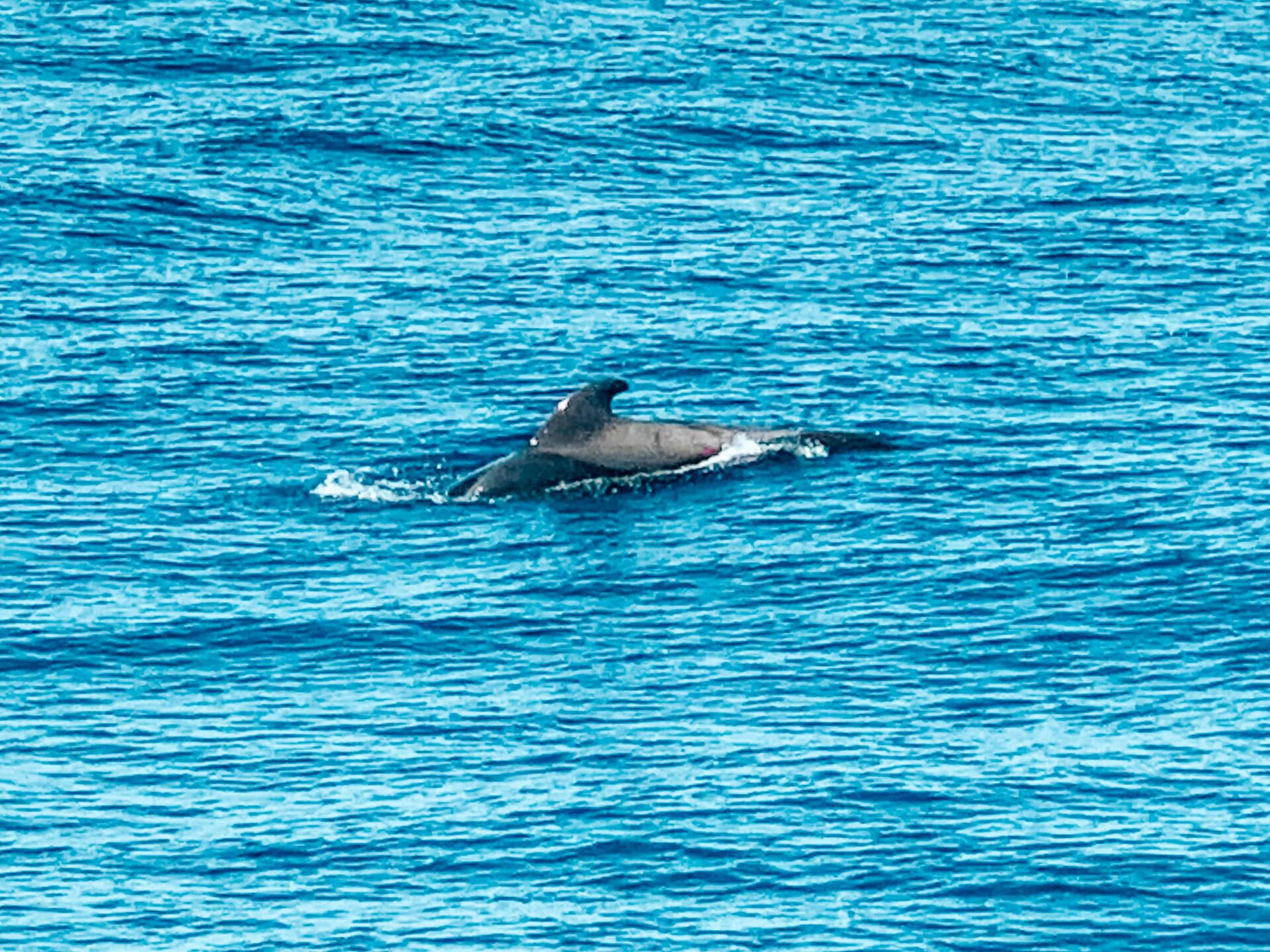 Gran Canaria - dolfijnen tocht