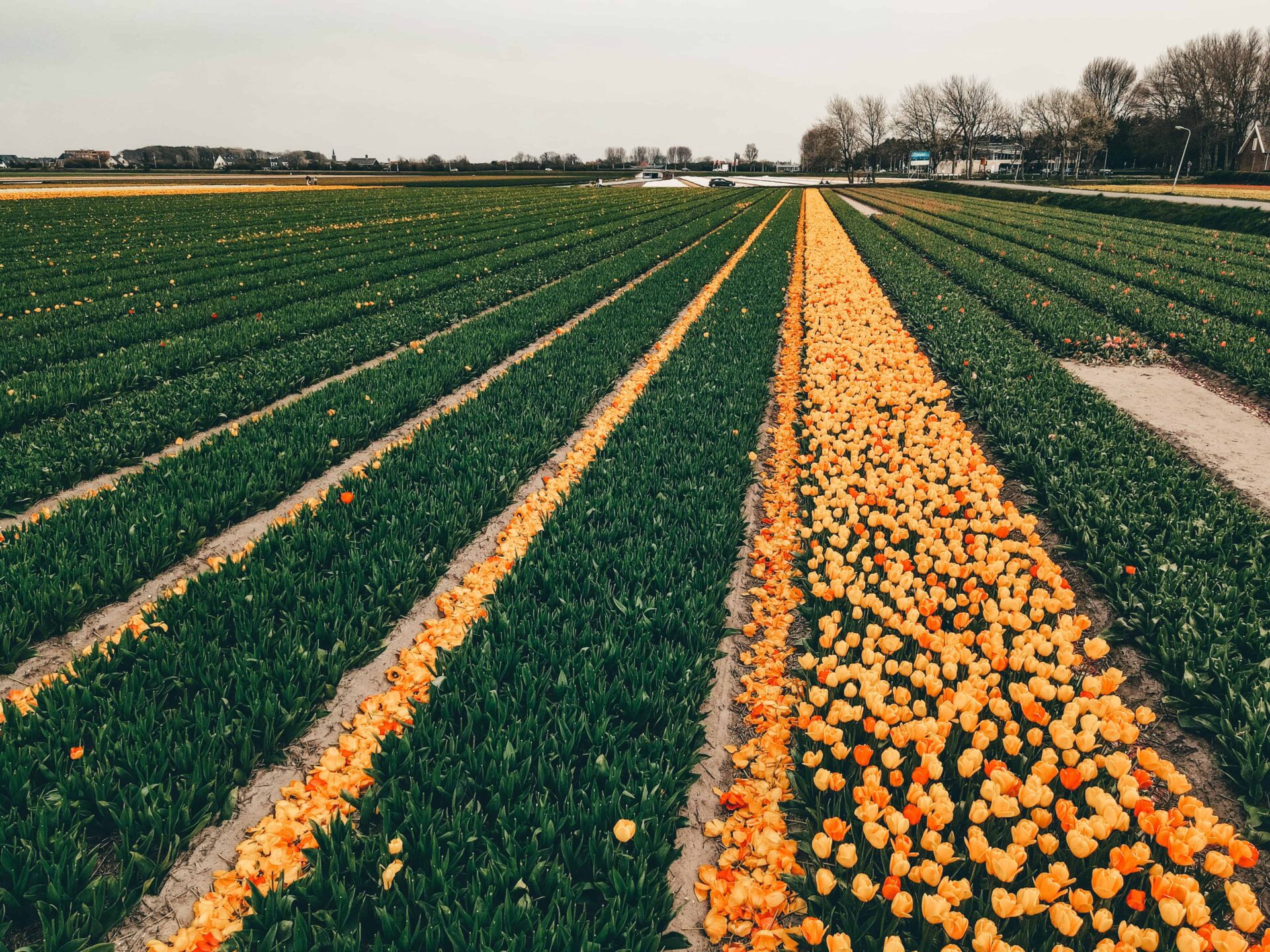 Nederland - bloemenvelden