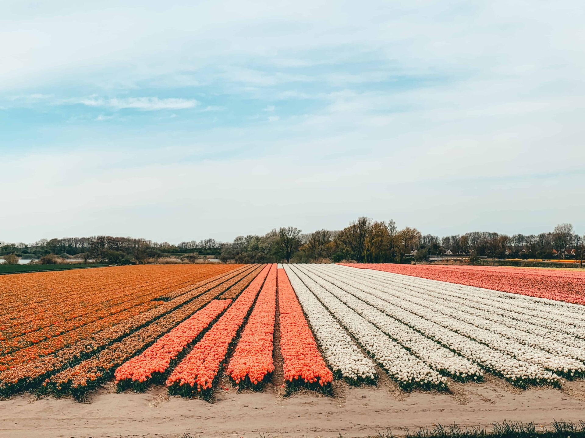 Nederland - bloemenvelden